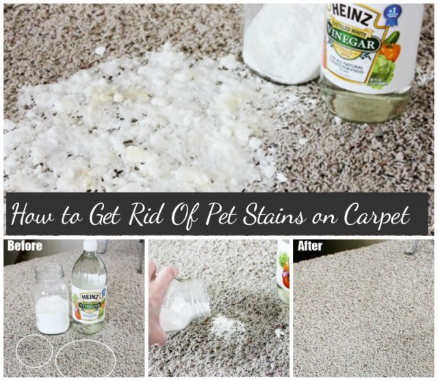 How to Get Rid of Pet Stains on Carpet Easily