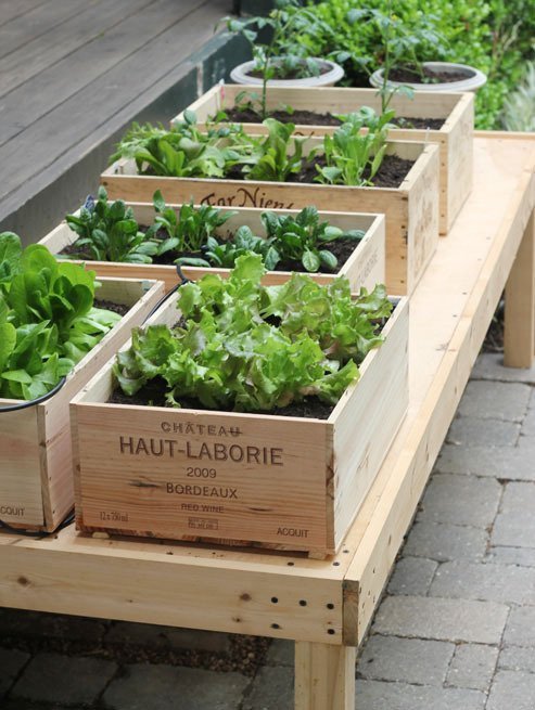 planted herbs in wine boxes