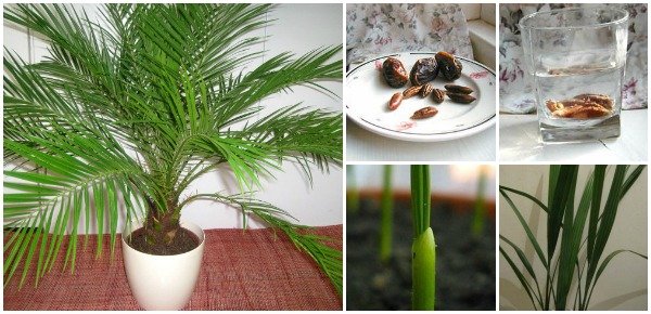 How to Grow Date Palm from Seeds