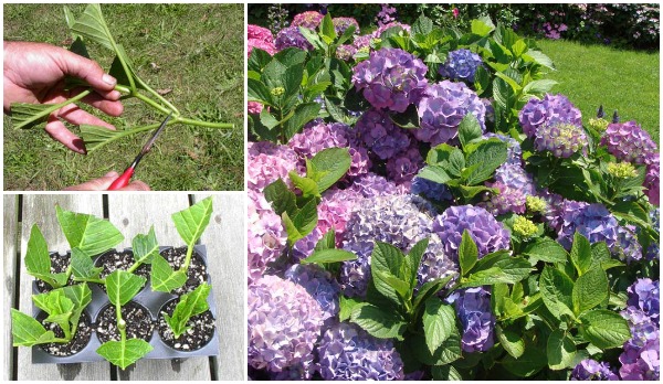 FabArtDIY Propagate Hydrangeas from Cutting