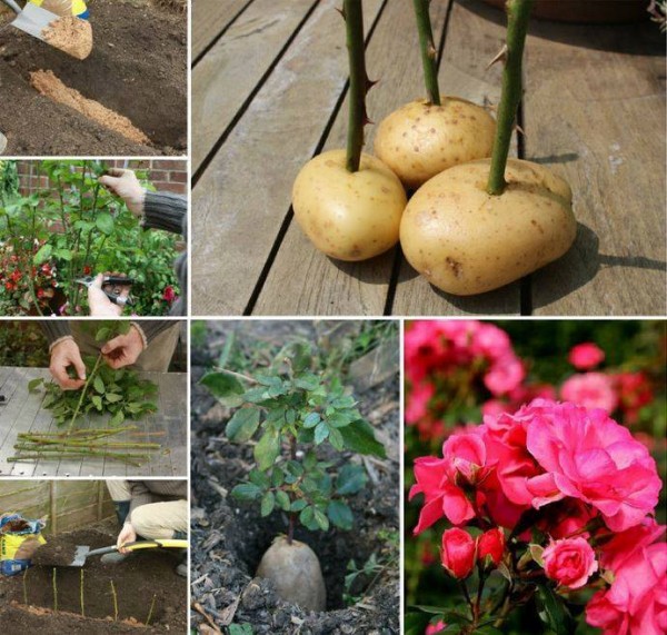 If you enjoy growing Roses you'll love this quick and easy tip to strike Rose Cuttings in a potato.