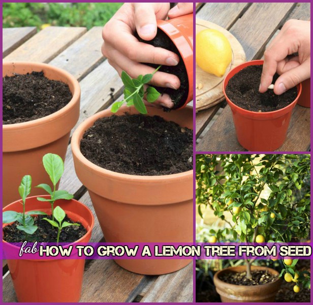 How To Grow Lemon Tree From Seed Tutorial-Repot Lemon Seedling