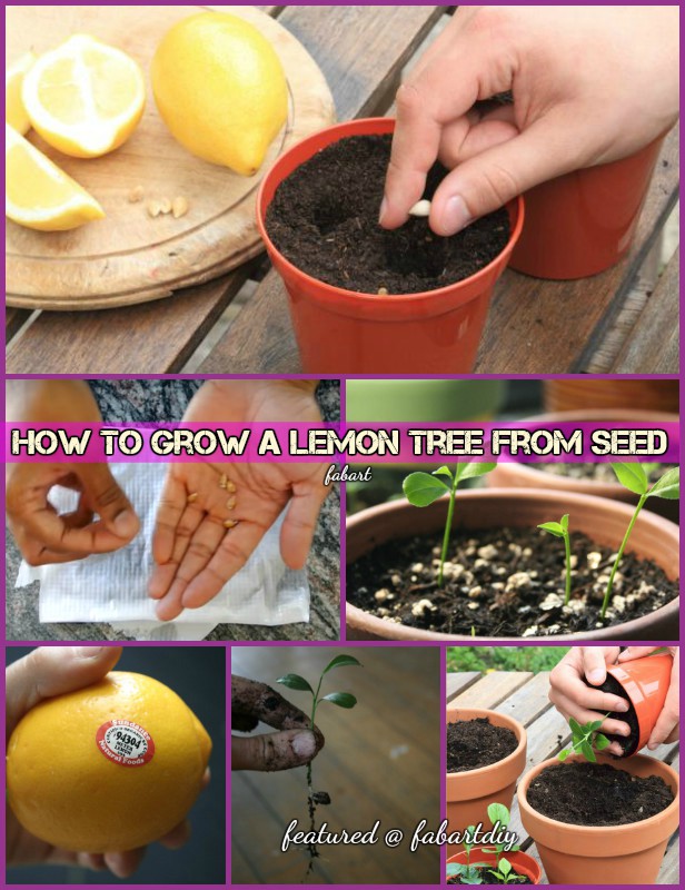 How To Grow a Lemon Tree From Seed