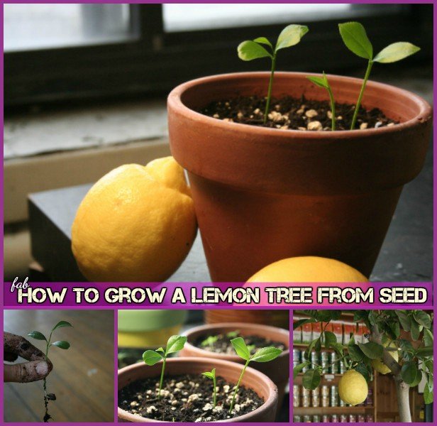 How To Grow Lemon Tree From Seed Tutorial-Video