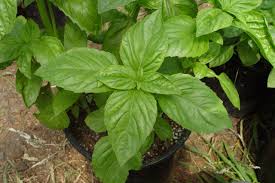 10 Plants That Repel Mosquitoes - Basil