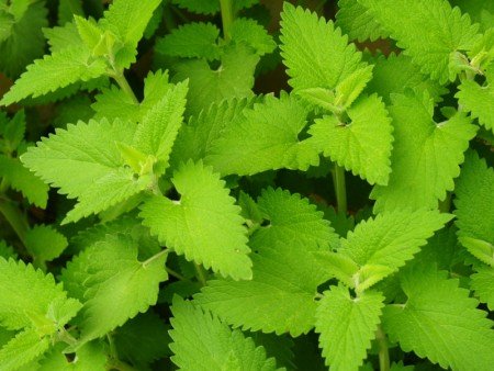 10 Plants That Repel Mosquitoes - Catnip