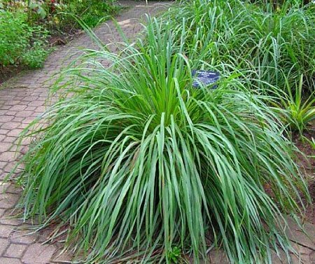 10 Plants That Repel Mosquitoes - Citronella Grass
