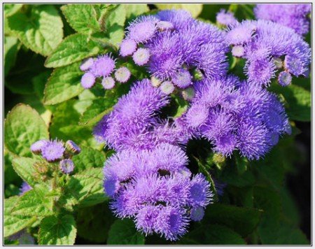 10 Plants That Repel Mosquitoes -Floss Flower