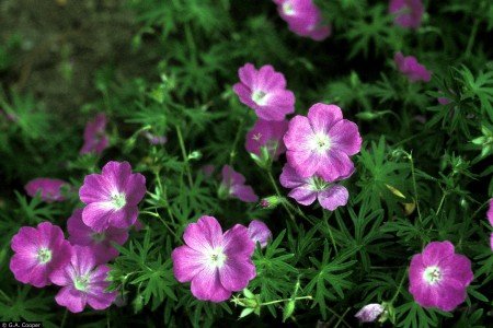 10 Plants That Repel Mosquitoes- Geranium