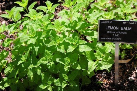 10 Plants That Repel Mosquitoes - Lemon Balm