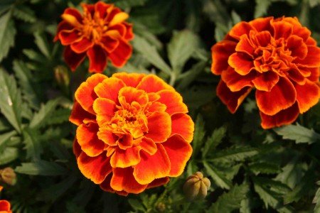 10 Plants That Repel Mosquitoes - Marigolds