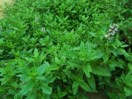 10 Plants That Repel Mosquitoes - Peppermint