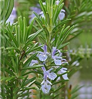 10 Plants That Repel Mosquitoes -Rosemary