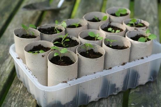 DIY Paper Roll Seed Starter 2