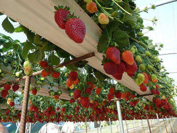 FabArtDIY - How to Grow Strawberries In Rain Gutter Planters Video Tutorial