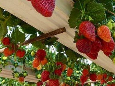 How to Grow Strawberries In Rain Gutter Planters