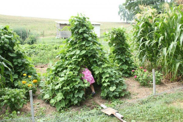 How To Build a Bean Trellis Teepee tutorial