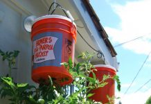 How to Grow Tomatoes Upside Down (Video) How to Grow Tomatoes Upside Down