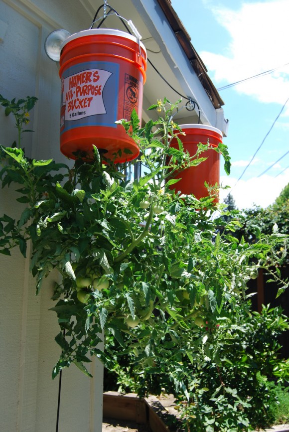 How to Grow Tomatoes Upside Down3