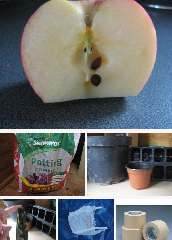 How to grow Apple trees from seed instruction