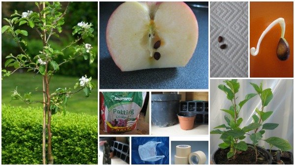 How to grow Apple trees from seed