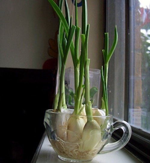 17 Foods To Buy Once And Regrow Forever-Regrow Garlic