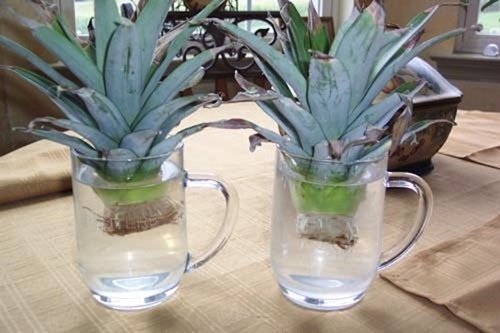 17 Foods To Buy Once And Regrow Forever-Regrow Pineapple