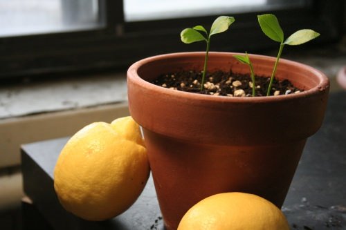 17 Foods To Buy Once And Regrow Forever