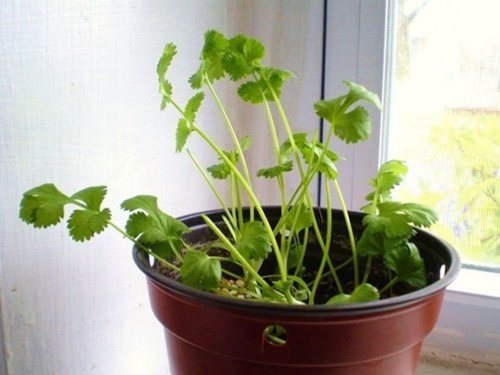 17 Foods To Buy Once And Regrow Forever-Regrow Cilantro