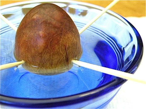 17 Foods To Buy Once And Regrow Forever-Regrow Avocado