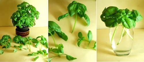 17 Foods To Buy Once And Regrow Forever-Regrow Basil