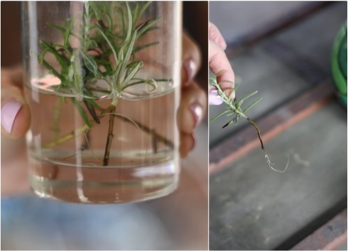 17 Foods To Buy Once And Regrow Forever-Regrow Rosemary