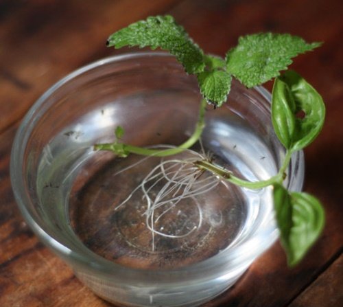 17 Foods To Buy Once And Regrow Forever