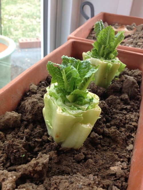 17 Foods To Buy Once And Regrow Forever-Regrow Romaine Lettuce