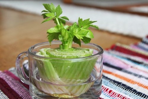 17 Foods To Buy Once And Regrow Forever-Regrow Celery in Water