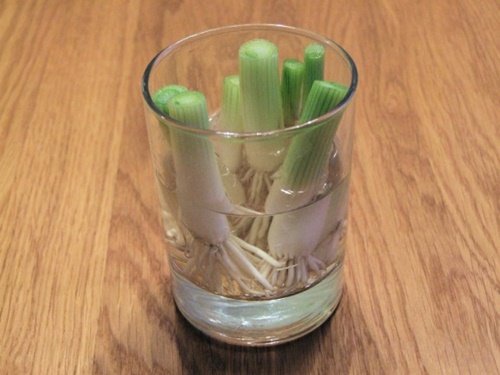 17 Foods To Buy Once And Regrow Forever-Regrow Scallions
