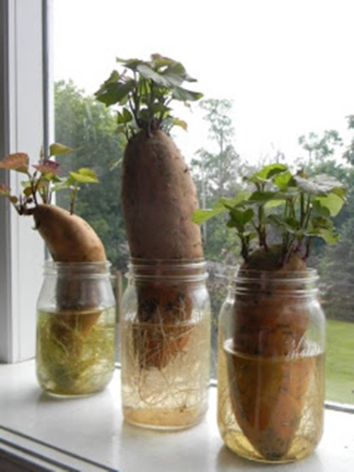 17 Foods To Buy Once And Regrow Forever-Regrow Sweet Potato