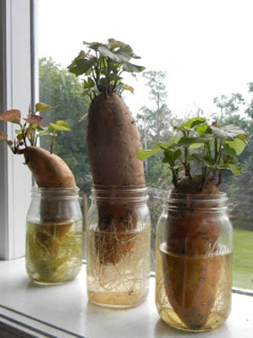 17 Foods To Buy Once And Regrow Forever