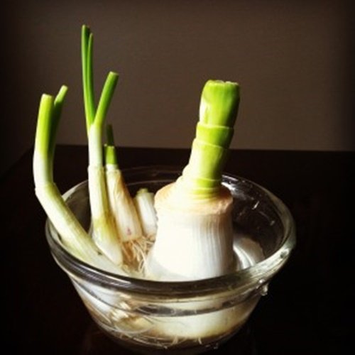 17 Foods To Buy Once And Regrow Forever-Regrow Leek