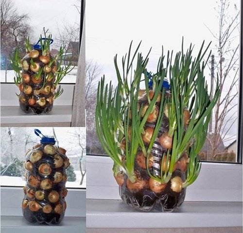 17 Foods To Buy Once And Regrow Forever-Regrow Onion