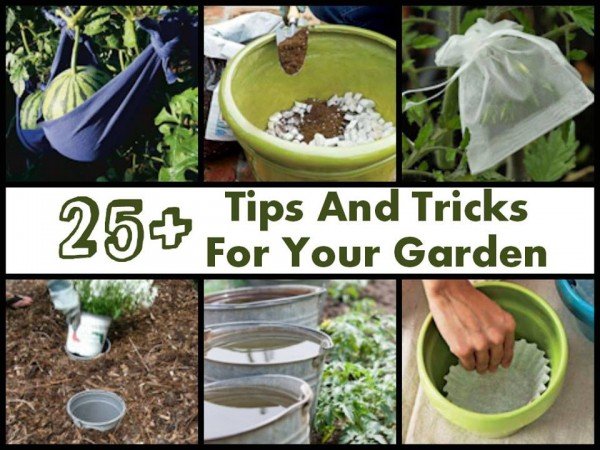 25+ Clever DIY Tips And Tricks Gardeners Won’t Want To Miss