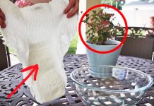 How Diapers Help Your Plants Grow (Video) How Diapers Help Your Plants Grow