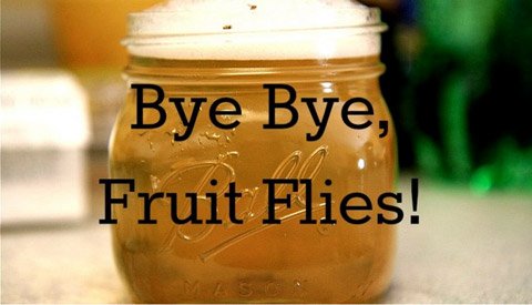 How to Get Rid of Fruit Flies