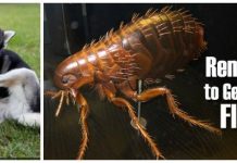 Natural Home Remedies to Get Rid of Fleas Natural Home Remedies to Get Rid of and Prevent Fleas