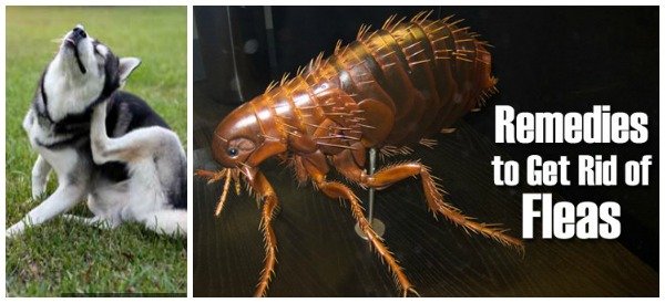 Natural Home Remedies to Get Rid of and Prevent Fleas