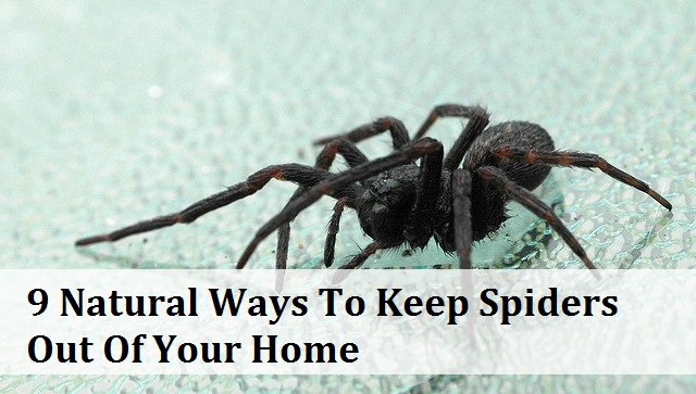 Natural Ways To Keep Spiders Out Of House