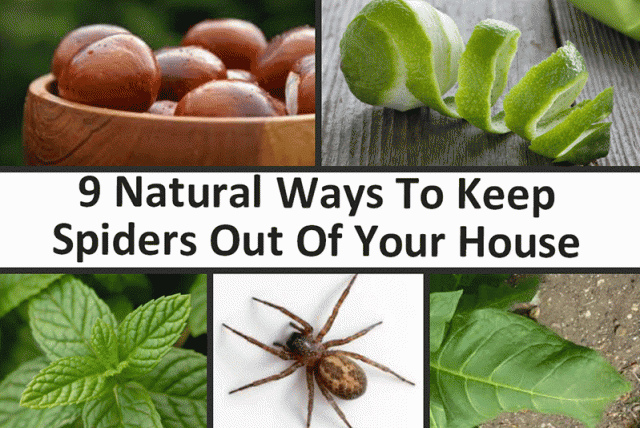 Natural Ways To Keep Spiders Out Of House