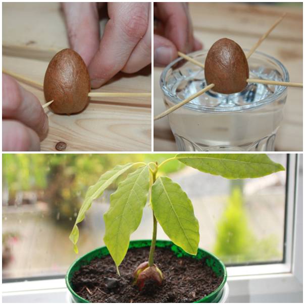 DIY How To Grow An Avocado Houseplant From An Avocado Seed