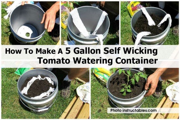 How To Make A 5 Gallon Self Wicking Tomato Watering Container - video included