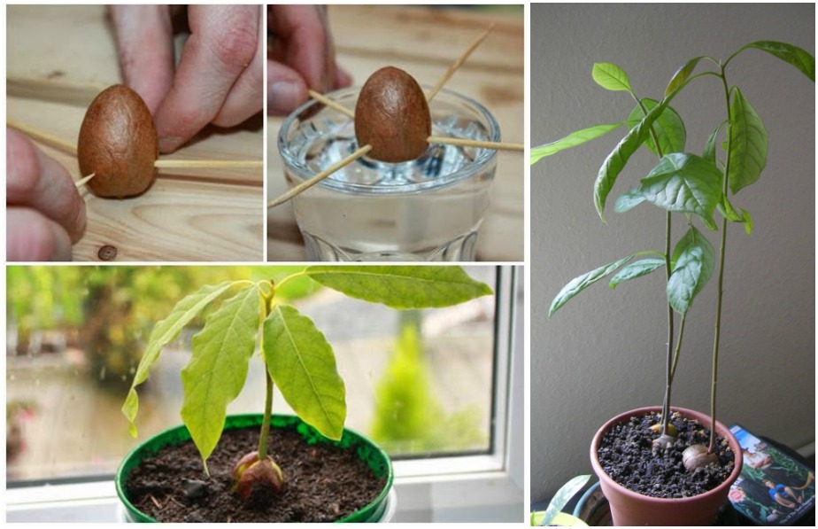 How to Plant an Avocado Tree from Seed